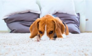 Carpet Odour Treatment Mosman