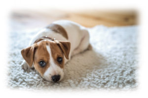 Pet Urine Treatment north shore